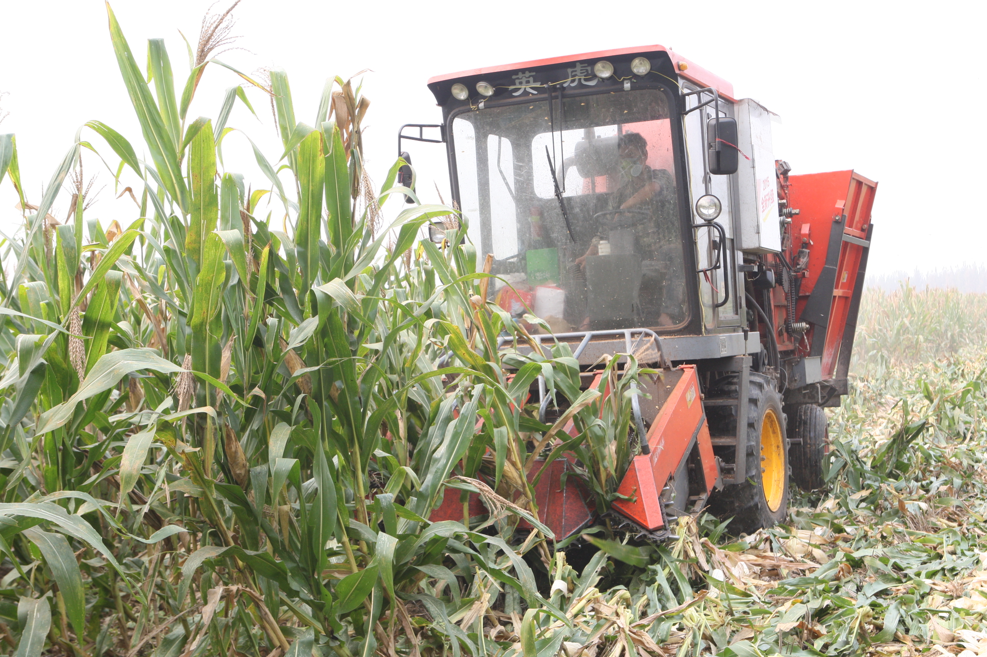 图片新闻:机械收割玉米 秸秆综合利用_通讯员之家_焦作网