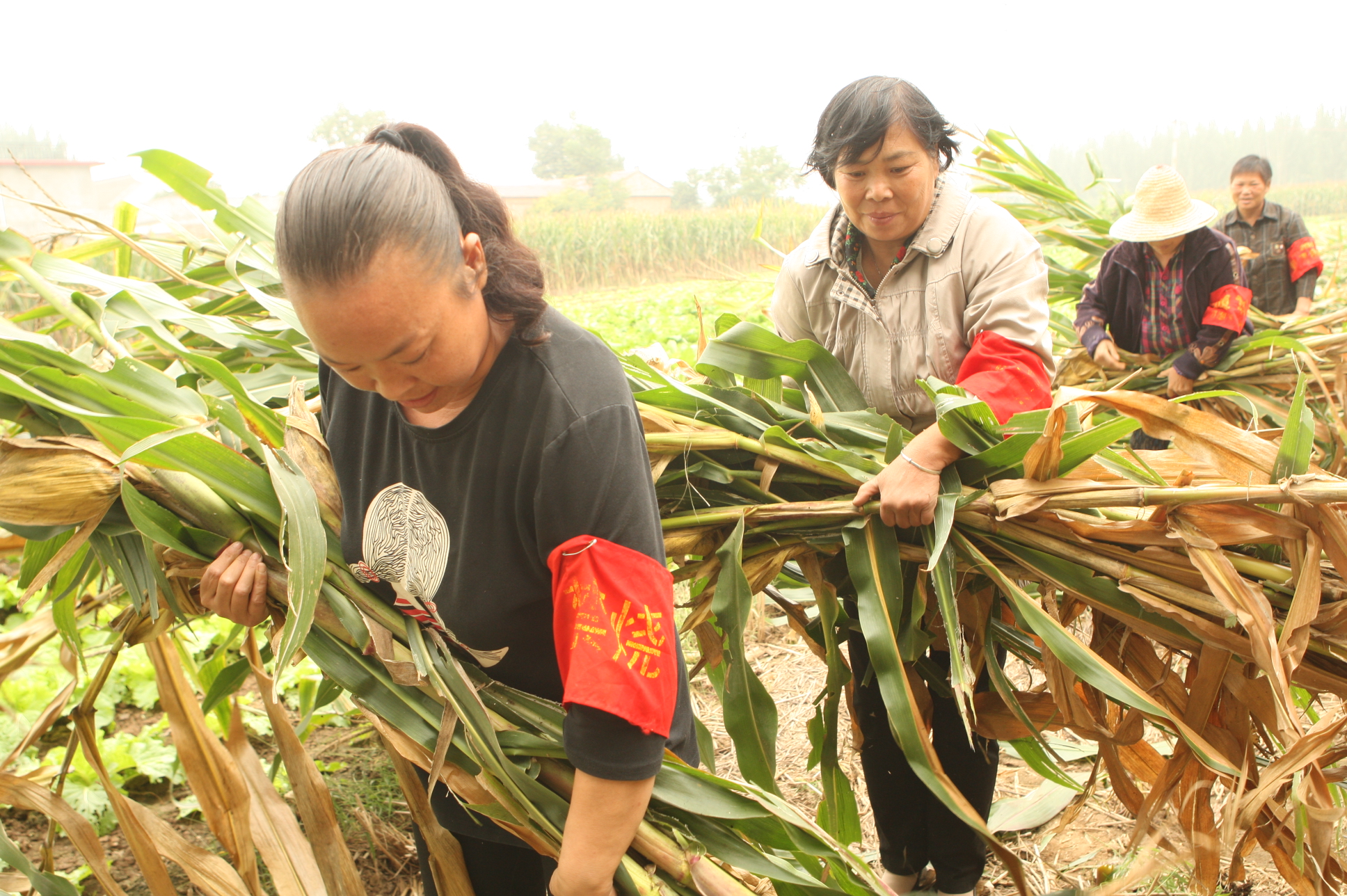 图片新闻:解放区30支秸秆禁烧小分队田间地头忙禁烧